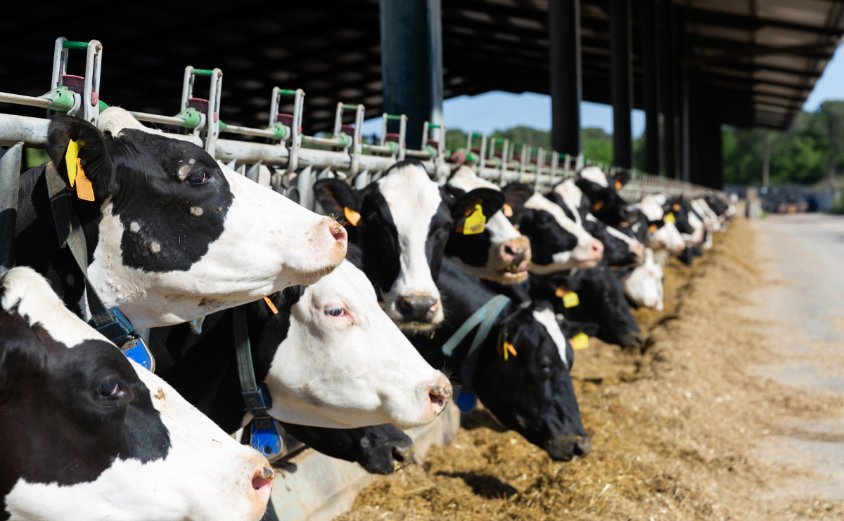 Ruminants The Importance Of Feed Analysis Smart Farming Nutrient 