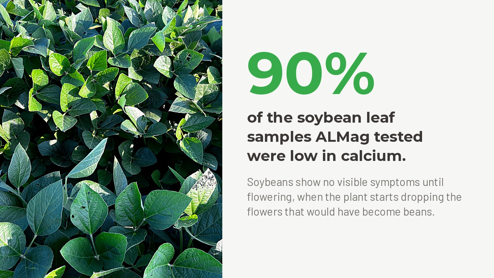 90% of soybean leaf samples tested by ALMag were low in calcium